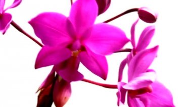 orkide beyaz arkaplanda izole edildi