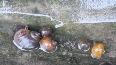 su kaynıyor salyangoz