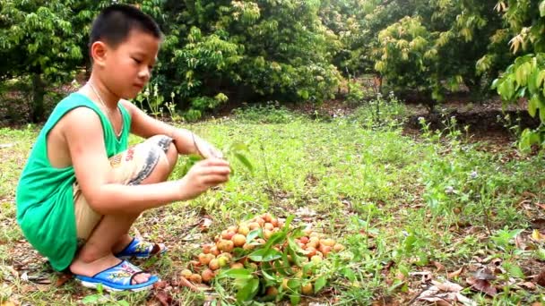 HAI DUONG, VIETNAM, 29 juin : Le garçon mange du litchi le 29 juin 2013 à Hai Duong, Vietnam — Video