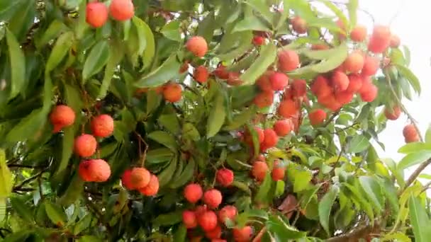 Mogen litchi frukt på träd — Stockvideo