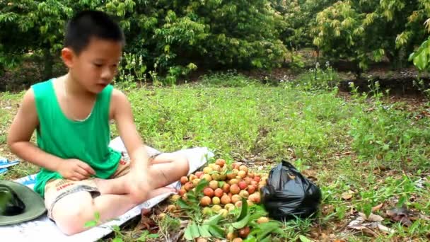 HAI DUONG, VIETNAM, 29 juin : Le garçon mange du litchi le 29 juin 2013 à Hai Duong, Vietnam — Video