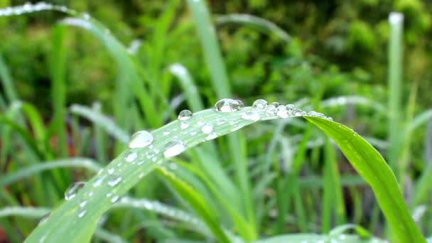 Scene young green rice paddies — Stock Video