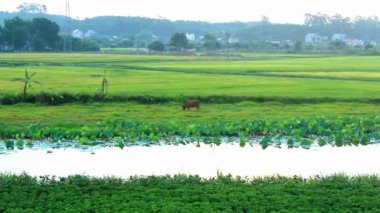 pirinç hasat kırsal Vietnam