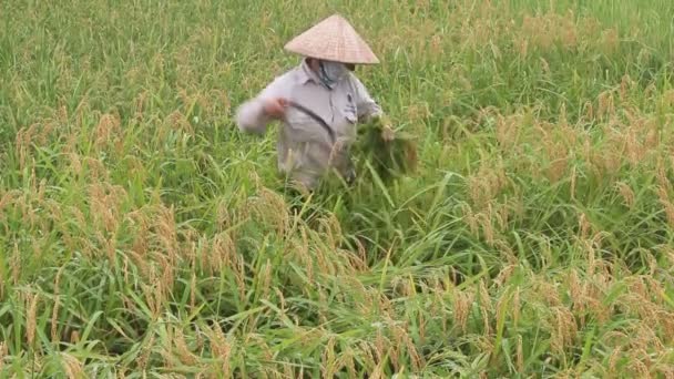 Cosecha de arroz en Vietnam rural — Vídeos de Stock