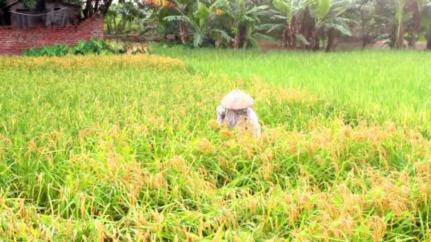 Colheita de arroz no Vietname rural — Vídeo de Stock