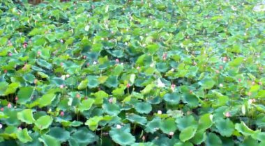 Gölde çiçek açan lotus çiçeği