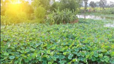 Gölde çiçek açan lotus çiçeği