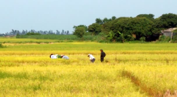 Colheita de arroz no Vietname rural — Vídeo de Stock