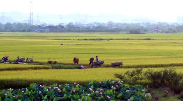 Cosecha de arroz en Vietnam rural — Vídeo de stock