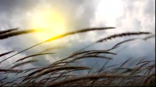 草と太陽 — ストック動画