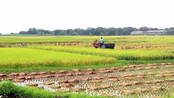 Récolte de riz au Vietnam rural — Video