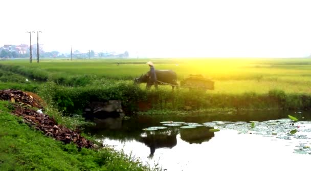 Rice harvest in rural Vietnam — Stock Video