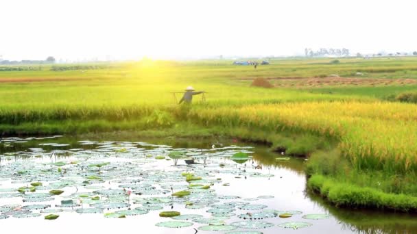 Rijst oogst in rural Vietnam — Stockvideo
