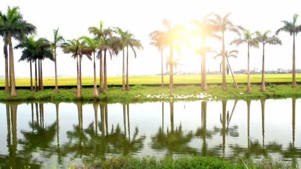 Patos no lago e jardins de palmeiras — Vídeo de Stock