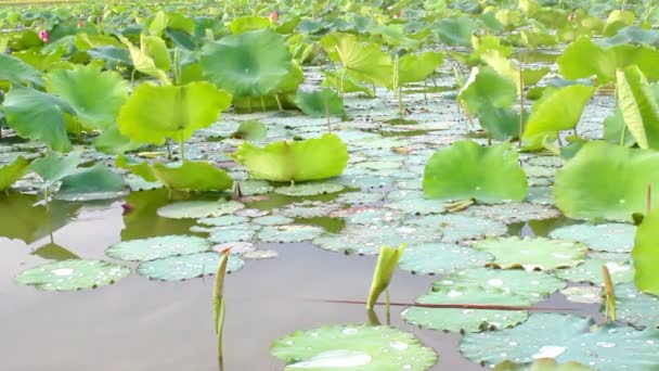 Flor de loto floreciendo en el lago — Vídeo de stock
