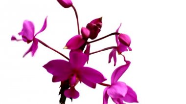 Beyaz arkaplanda mor orkideler