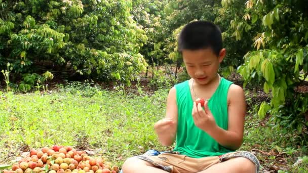 HAI DUONG, VIETNAM, 29 juin : Le garçon mange du litchi le 29 juin 2013 à Hai Duong, Vietnam — Video