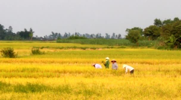 Rice harvest in rural Vietnam — Stock Video