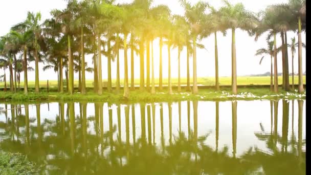 Ankor i dammen och palm gardens — Stockvideo