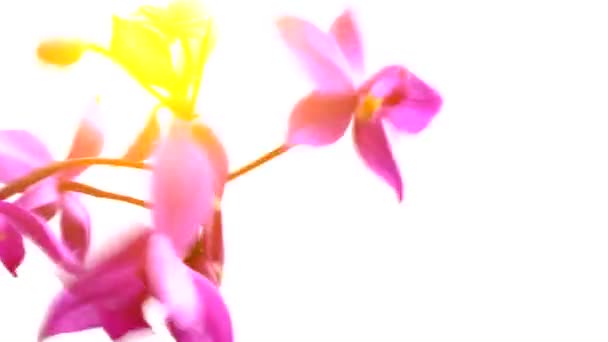 Purple orchids on a white background — Stock Video