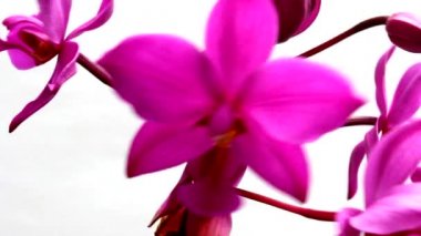 Beyaz arkaplanda mor orkideler