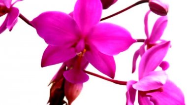 Beyaz arkaplanda mor orkideler