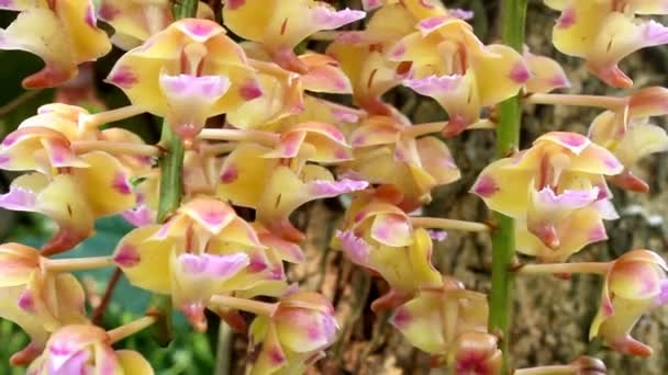 Orchidea isolata su fondo bianco — Video Stock