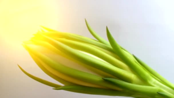 Dragon flower isolated on white background — Stock Video