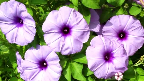 Kleurrijke bloemen bloeien in de tuin — Stockvideo