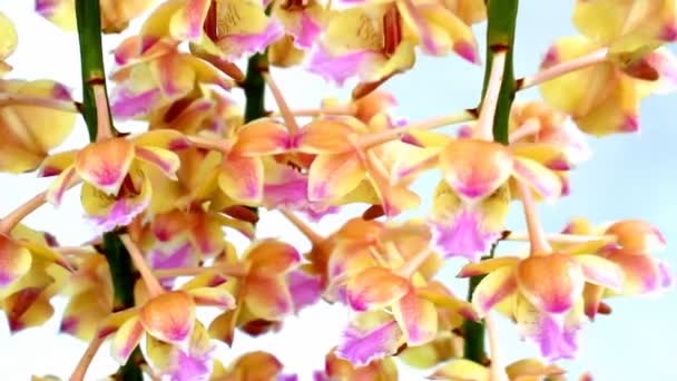 Orchidea izolowana na białym tle — Wideo stockowe