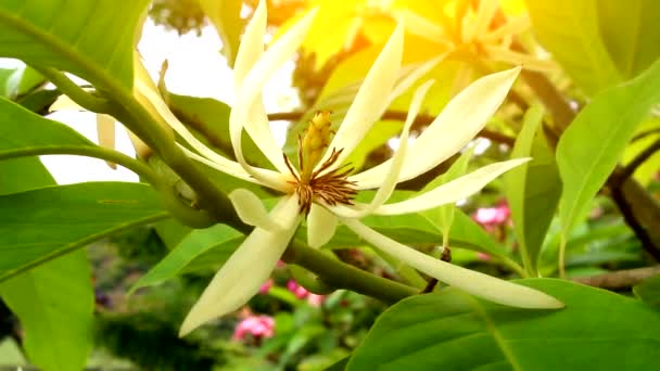 五颜六色的鲜花盛开在花园里 — 图库视频影像