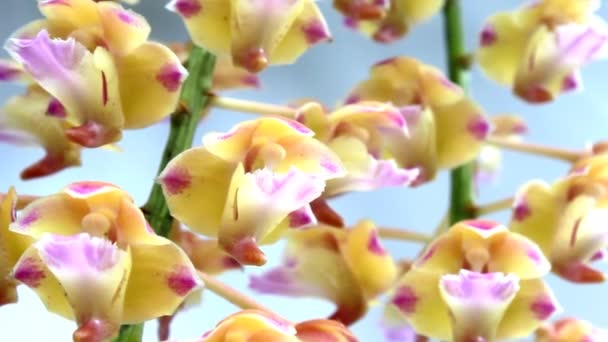 Orquídea aislada sobre fondo blanco — Vídeos de Stock
