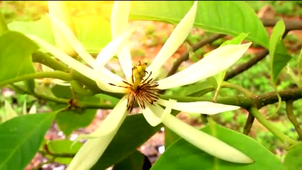 Kleurrijke bloemen bloeien in de tuin — Stockvideo