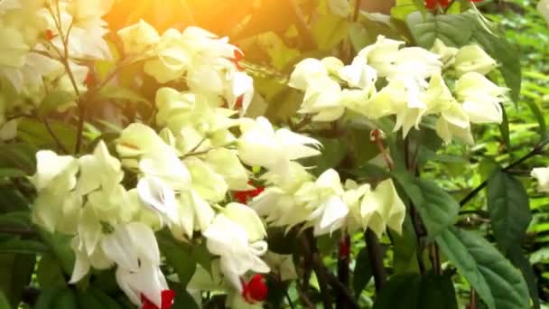 Flores de colores floreciendo en el jardín — Vídeos de Stock