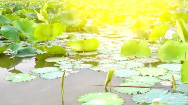 Gölde çiçek açan lotus çiçeği