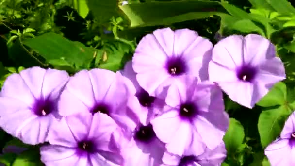 Цветущие в саду красочные цветы — стоковое видео