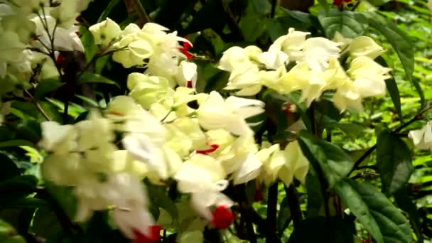 Flores de colores floreciendo en el jardín — Vídeos de Stock