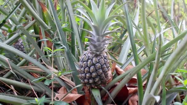 Ananas in de tuin — Stockvideo