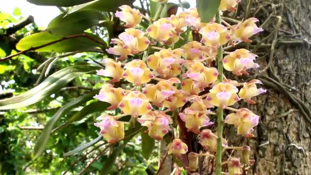 Orchidee geïsoleerd op witte achtergrond — Stockvideo