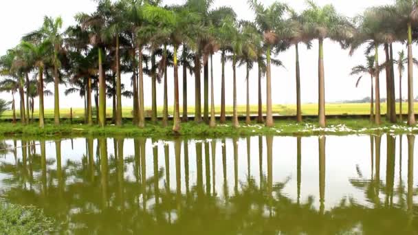鸭子在池塘和棕榈花园 — 图库视频影像