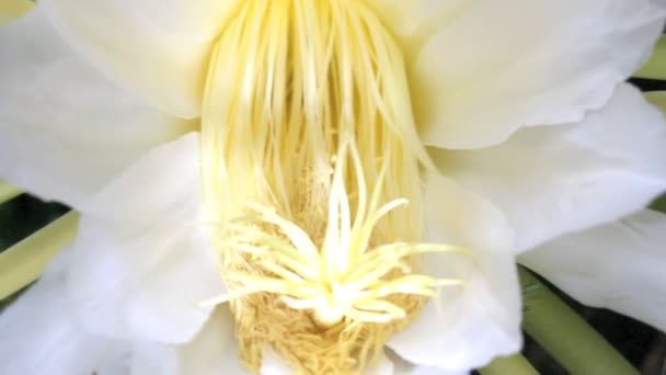 Dragon flowers blooming, bees to nectar — Stock Video