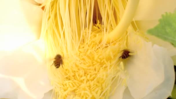 Δράκος λουλούδια που ανθίζουν, μέλισσες με νέκταρ — Αρχείο Βίντεο