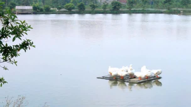 Manada de pato blanco en el estanque — Vídeos de Stock