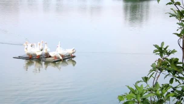 Besättning med vit anka i dammen — Stockvideo