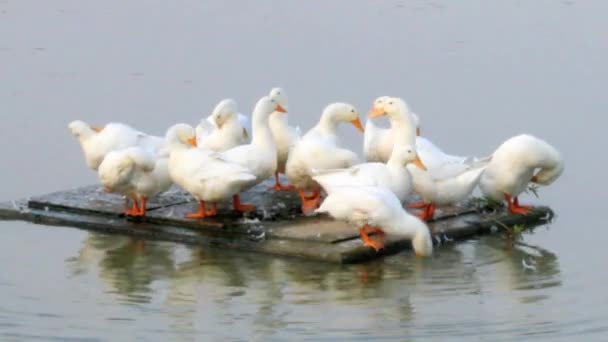 Herd of white duck in the pond — Stock Video