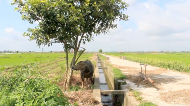 Buffalo gedwongen onder de boom — Stockvideo