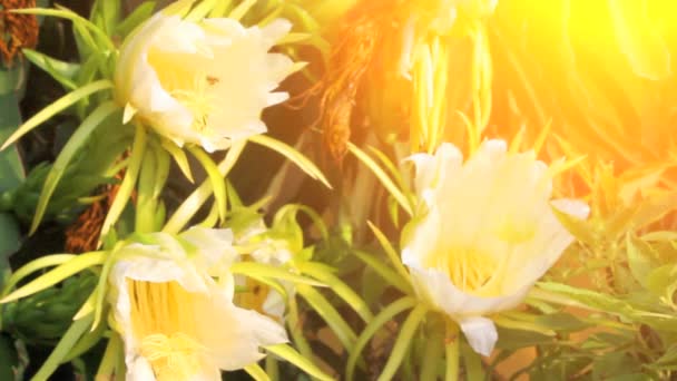 Drachenblumen blühen, Bienen zu Nektar — Stockvideo