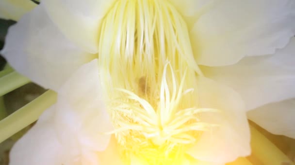 Flores de dragón floreciendo, abejas al néctar — Vídeos de Stock