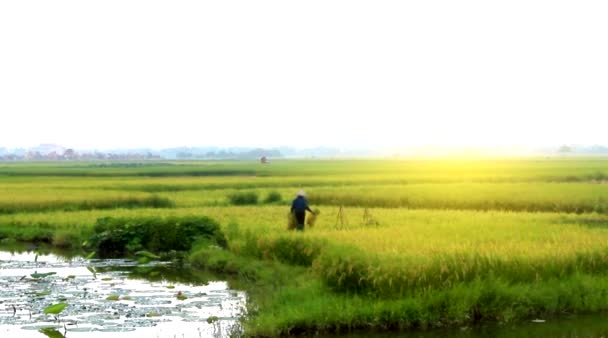 Cosecha de arroz en Vietnam rural — Vídeos de Stock