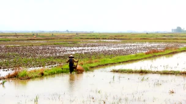 HAI DUONG, VIETNAM, 29 de junho: agricultores do Vietnã aterrissam em um campo com búfalo d 'água em 29 de junho de 2013 em Hai Duong, Vietnã — Vídeo de Stock